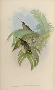 Phaethornis superciliosus